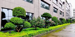 beat365官网 张家港城市绿化带种植什么植物好